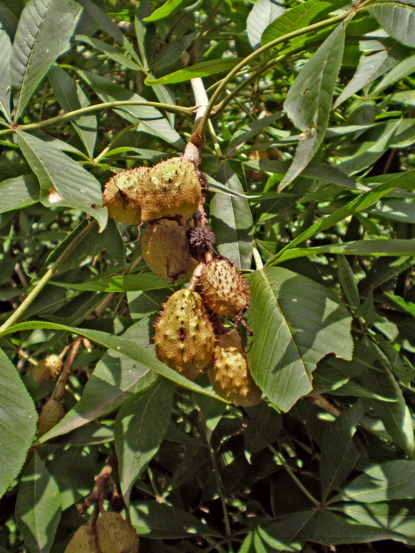 Изображение особи Aesculus flava.