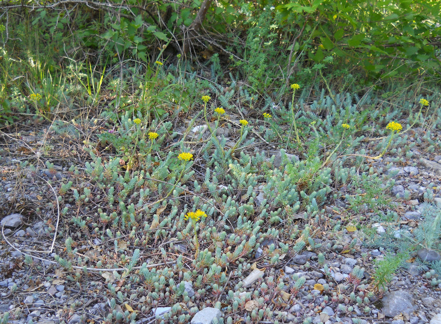 Image of Sedum reflexum specimen.