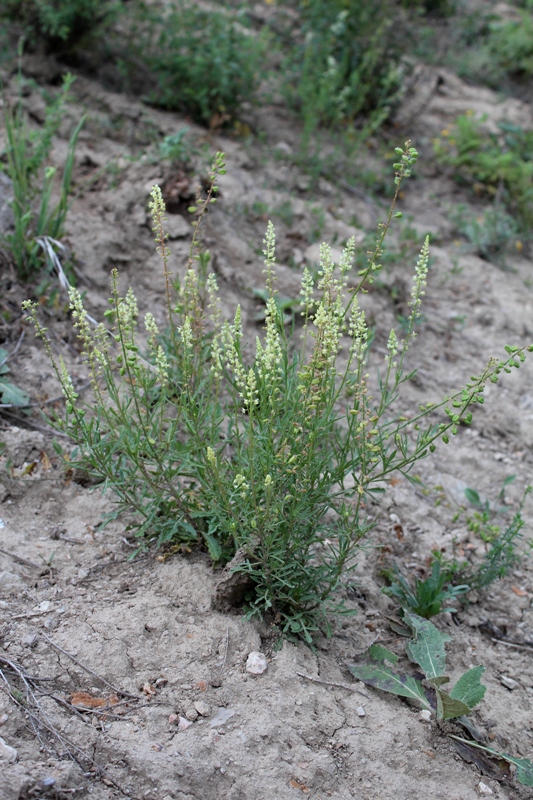 Изображение особи Reseda lutea.