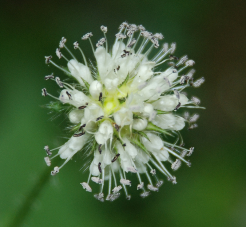 Изображение особи Dipsacus pilosus.