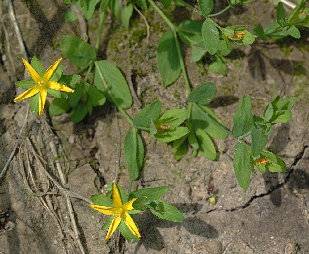 Image of Hypericum humifusum specimen.