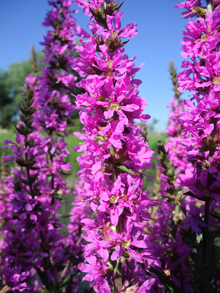 Image of Lythrum salicaria specimen.