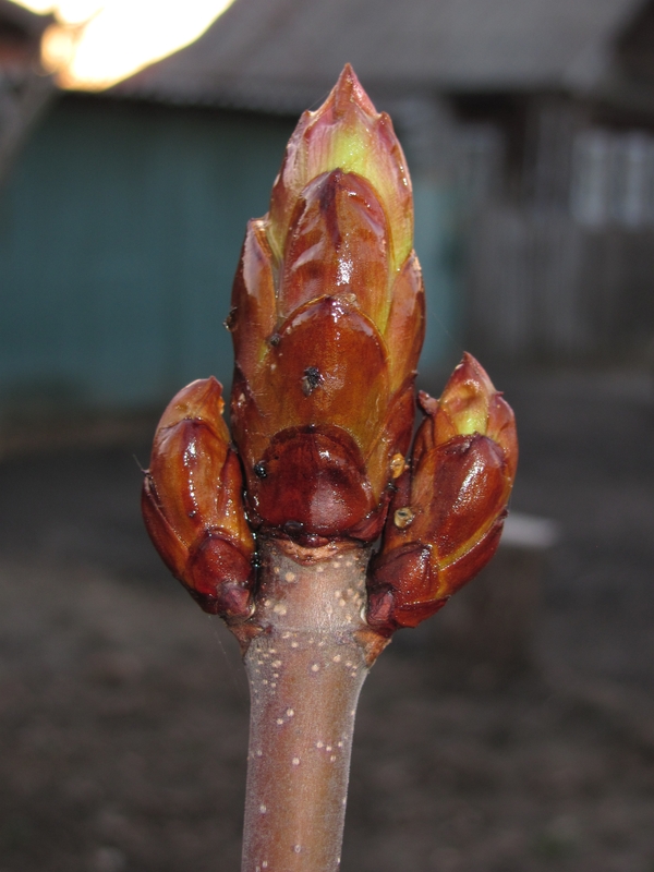 Image of Aesculus hippocastanum specimen.