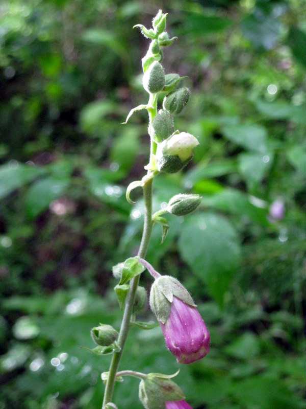 Изображение особи Digitalis purpurea.