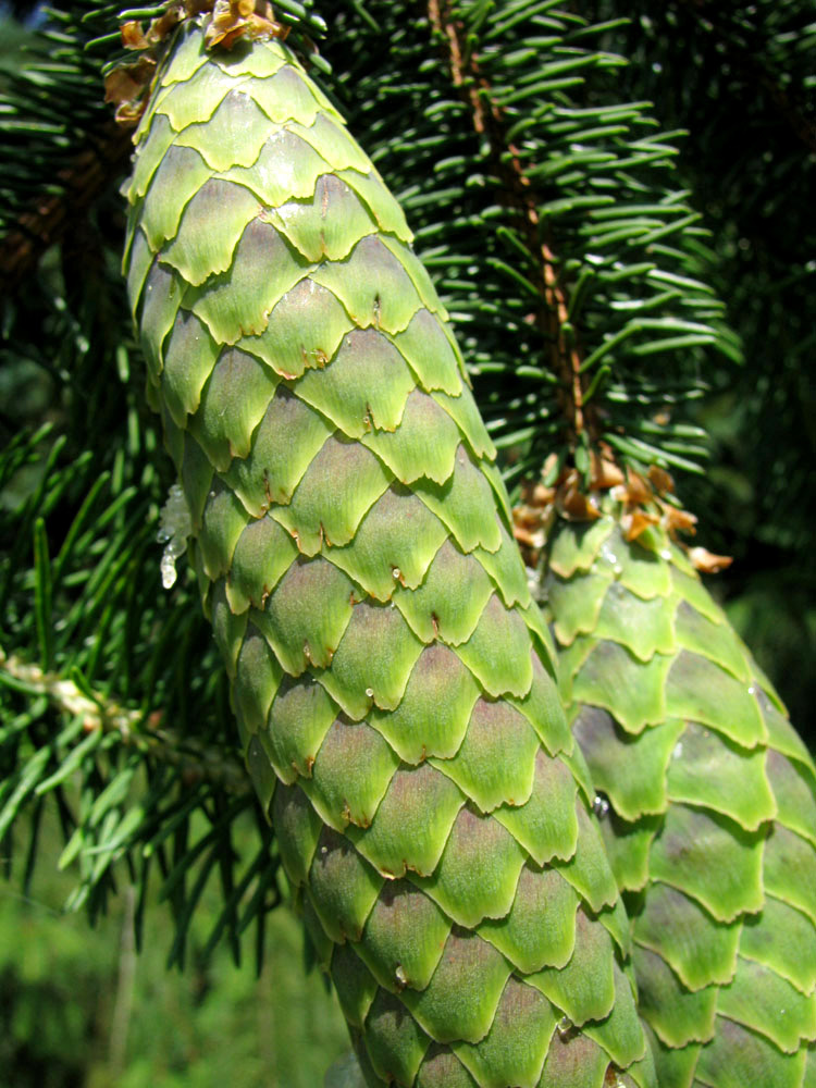 Image of Picea abies specimen.