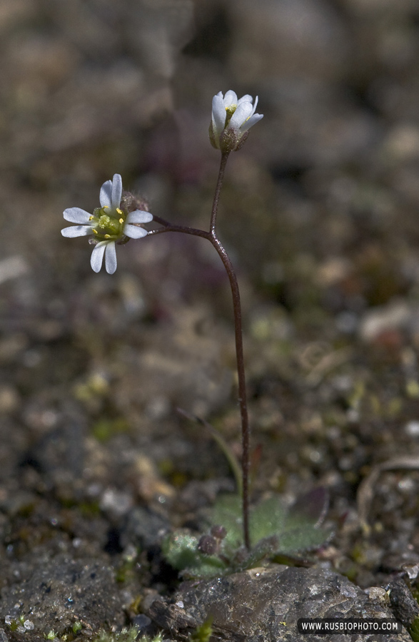 Изображение особи Erophila verna.