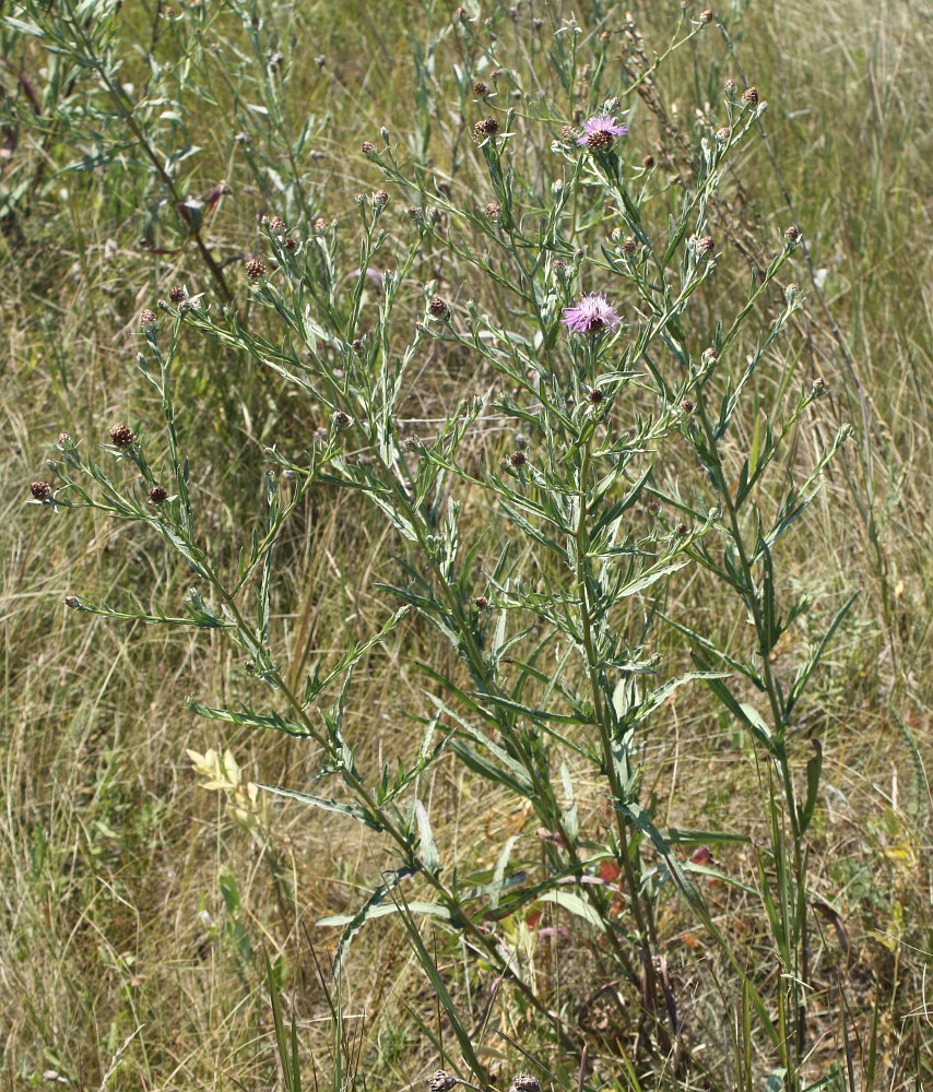 Изображение особи Centaurea jacea ssp. substituta.