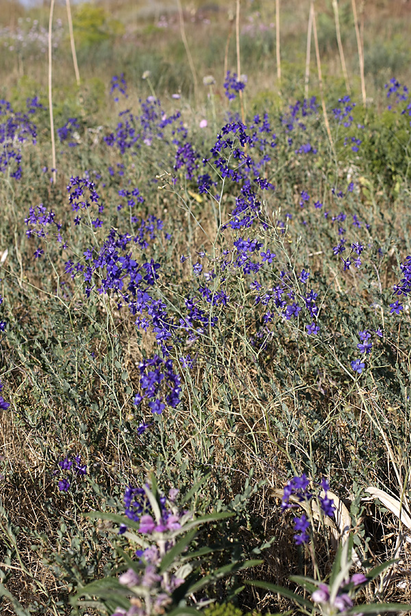 Image of Delphinium longipedunculatum specimen.