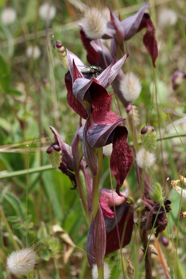 Image of Serapias cordigera specimen.