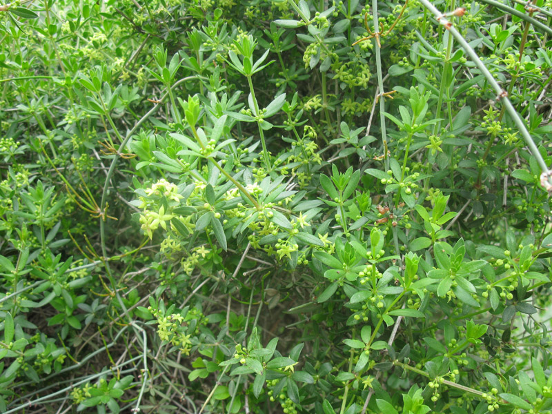 Image of Rubia tenuifolia specimen.