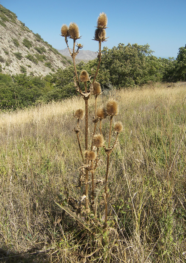 Image of Dipsacus laciniatus specimen.