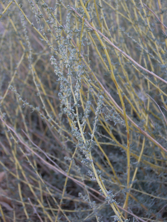 Image of Bassia prostrata specimen.