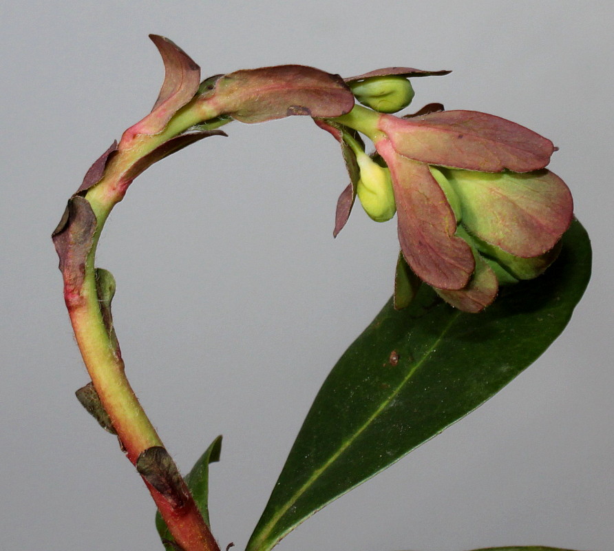 Image of Euphorbia amygdaloides specimen.