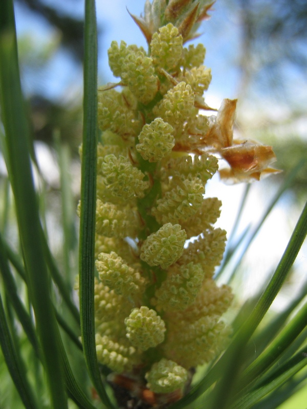 Изображение особи Pinus sylvestris.