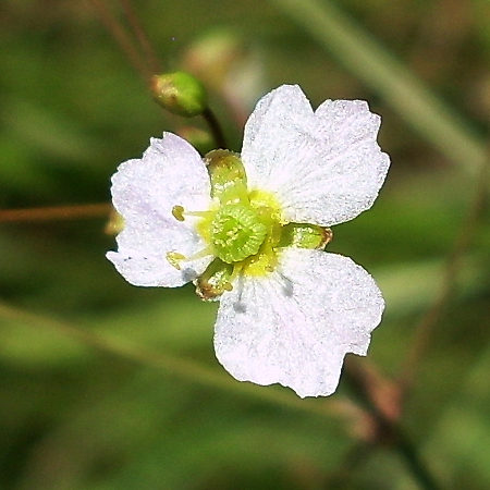 Image of Alisma lanceolatum specimen.