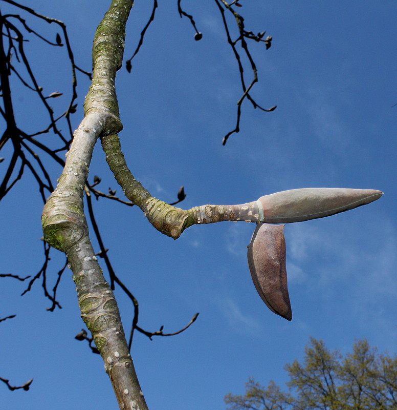 Image of Magnolia hypoleuca specimen.