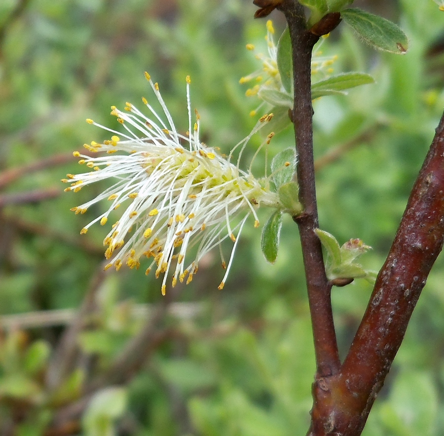 Image of Salix aurita specimen.