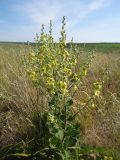 Смотреть изображение Verbascum marschallianum