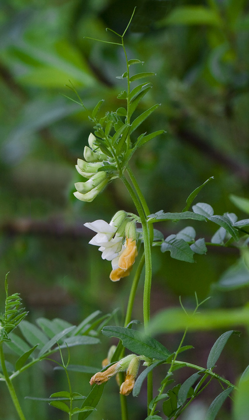 Image of Vicia sepium specimen.