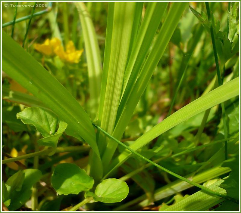 Image of Carex vulpina specimen.