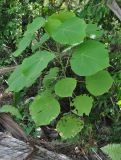 Macaranga grandifolia. Молодое растение. Таиланд, остров Пханган. 24.06.2013.