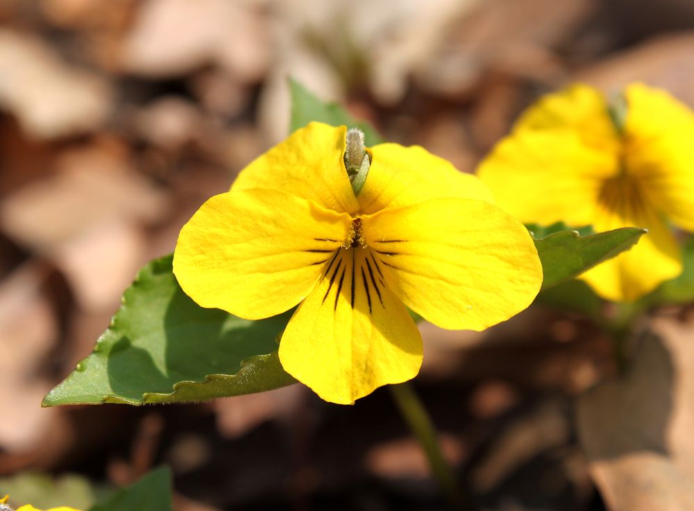 Image of Viola xanthopetala specimen.