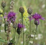 Centaurea scabiosa. Верхушки побегов с распустившимися и нераспустившимися соцветиями. Иркутская обл., Иркутский р-н, окр. с. Пивовариха, луг у р. Ушаковка. 23.07.2013.