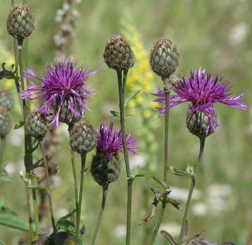 Image of Centaurea scabiosa specimen.