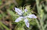 Nigella elata