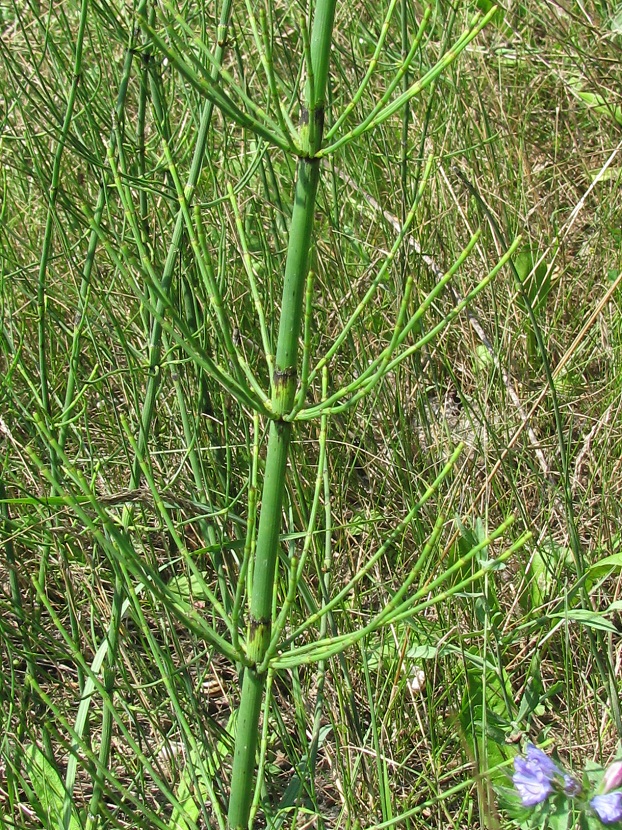 Изображение особи Equisetum ramosissimum.