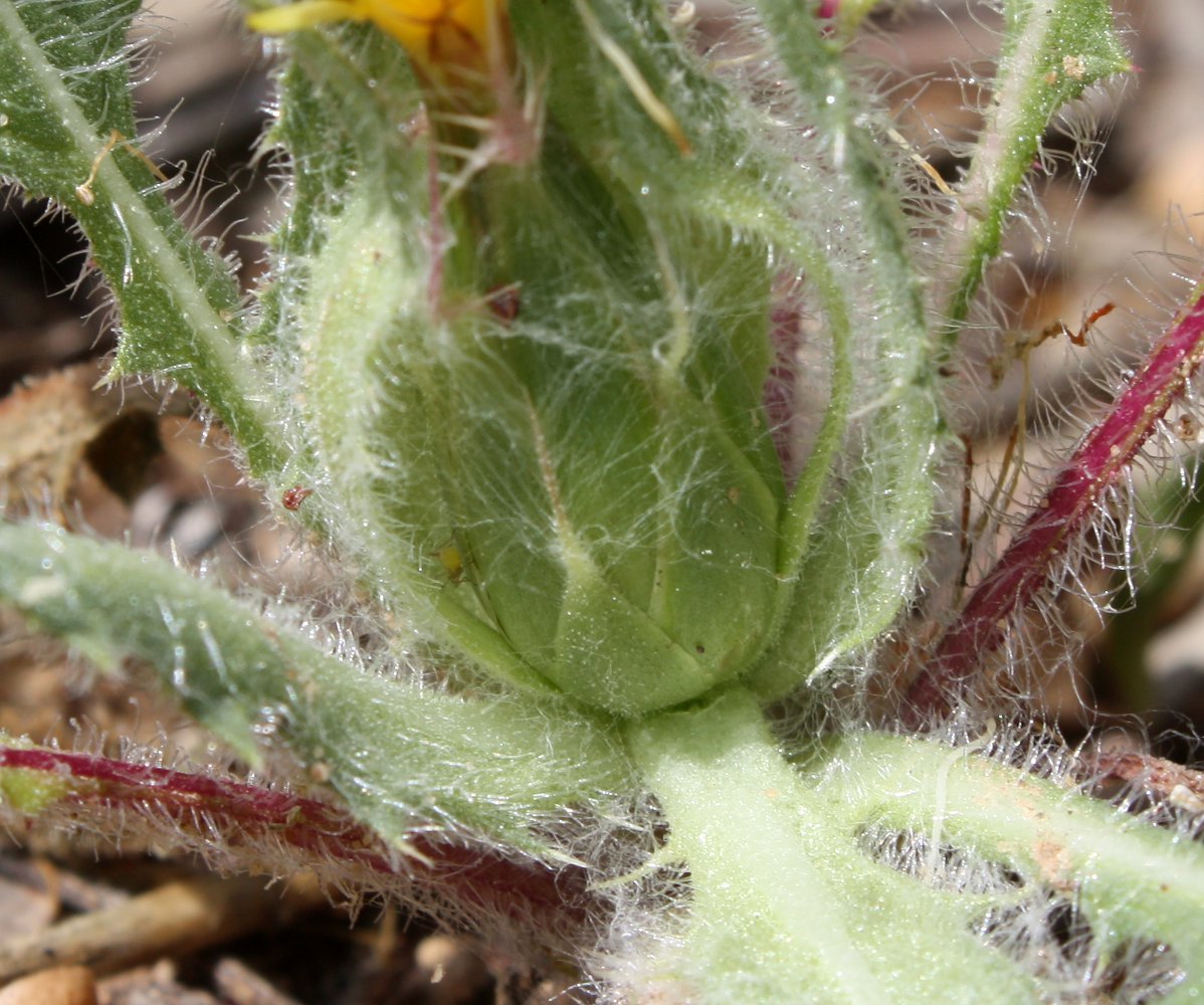 Image of Centaurea benedicta specimen.