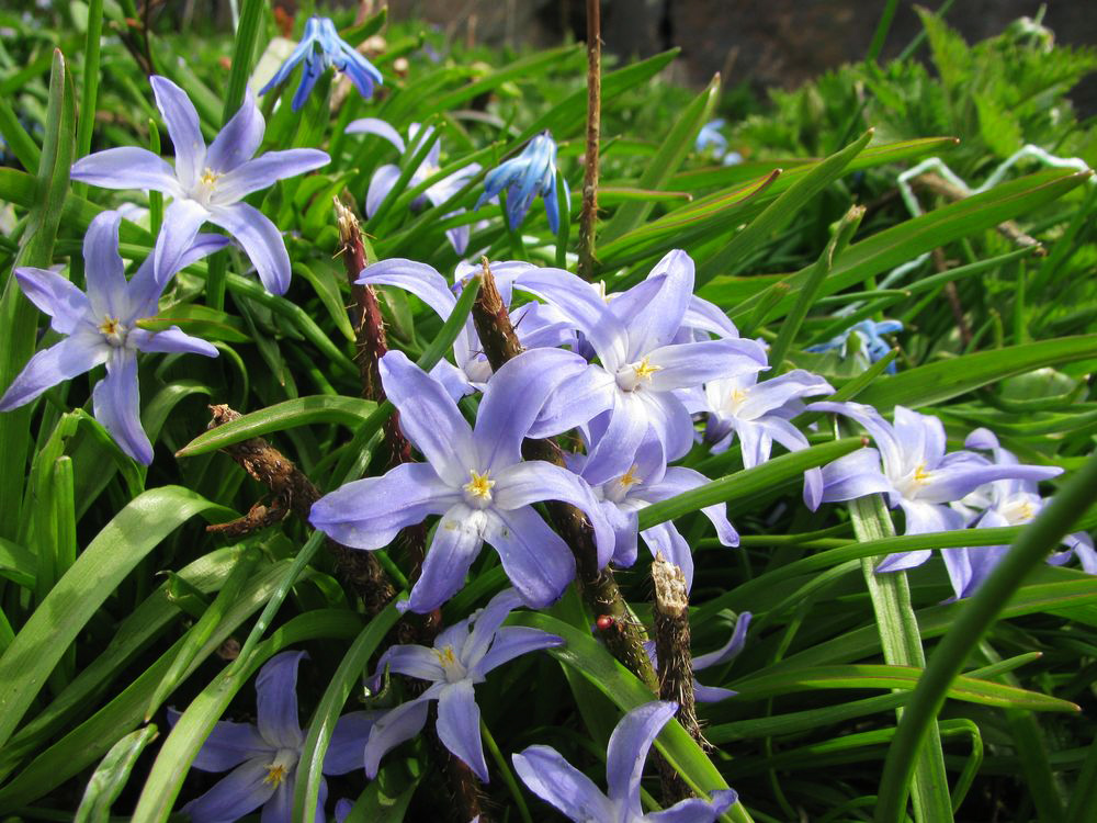 Изображение особи Chionodoxa luciliae.