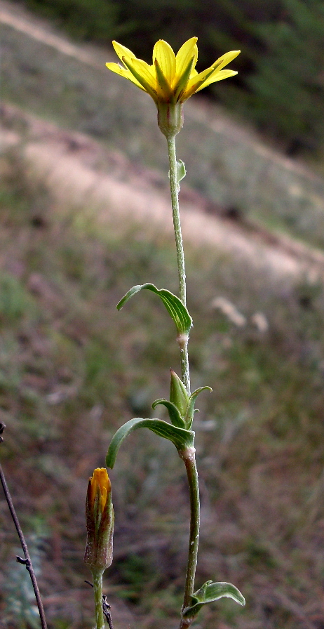 Image of genus Tragopogon specimen.