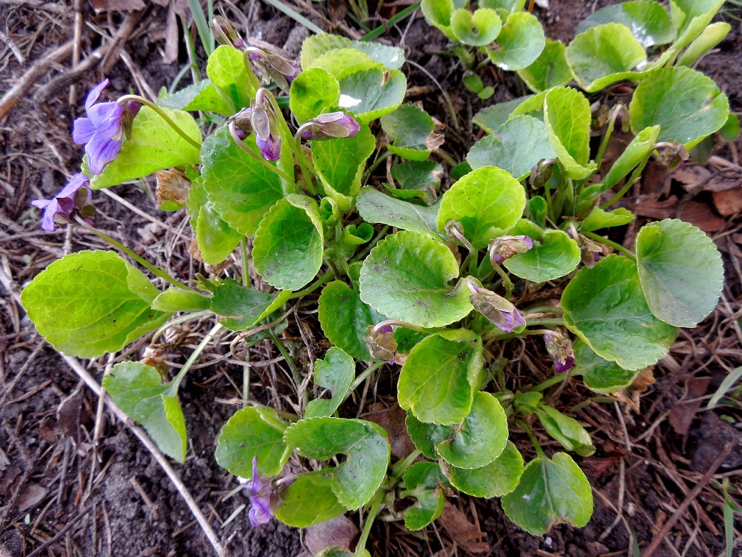 Image of Viola odorata specimen.