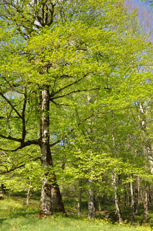 Изображение особи Fagus orientalis.