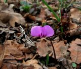 Cyclamen coum. Цветущее растение. Крым, северная часть Карадагского заповедника. 13 марта 2014 г.