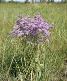 Limonium gmelinii. Цветущее растение. Восточный Казахстан, Уланский р-н, окр. с. Украинка, луг. 04.07.2011.