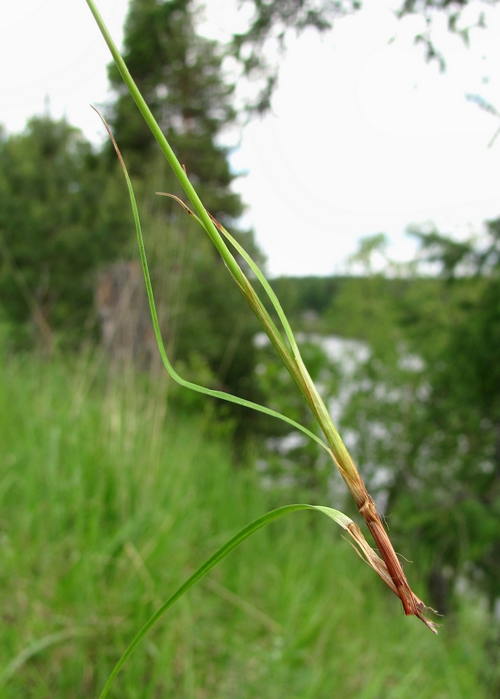 Image of Carex rhizina specimen.