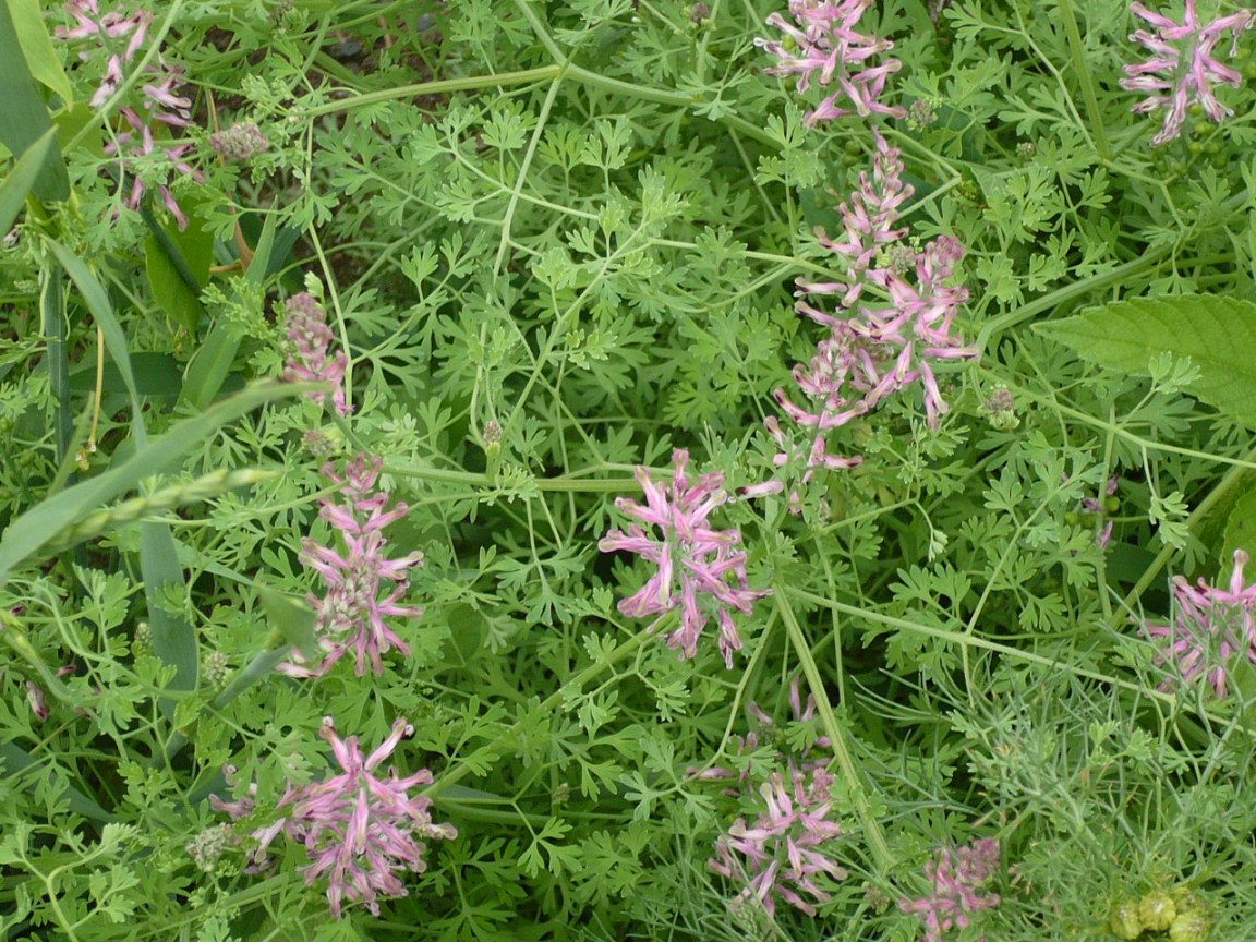 Image of Fumaria officinalis specimen.