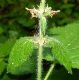 Stachys sylvatica. Часть стебля с листьями и опавшим соцветием. Подмосковье, Одинцовский р-н, окр. дер. Улитино, еловый лес. Июль 2014 г.