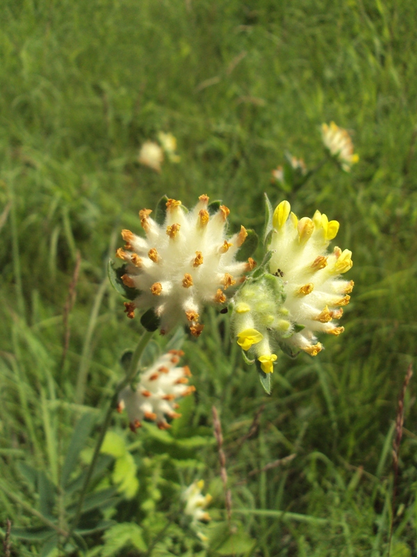 Image of Anthyllis macrocephala specimen.