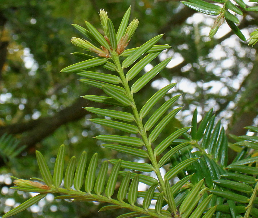 Image of Torreya nucifera specimen.