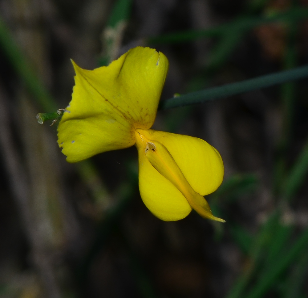 Image of Spartium junceum specimen.