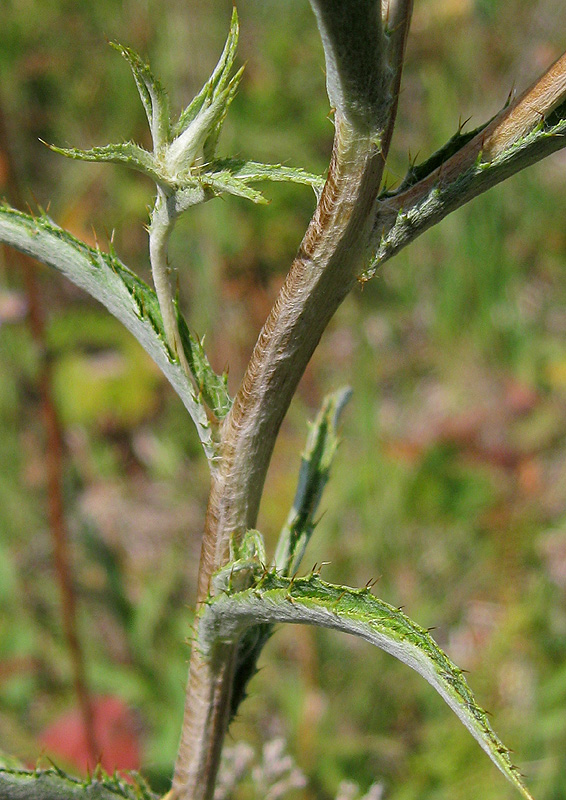 Image of Carlina biebersteinii specimen.