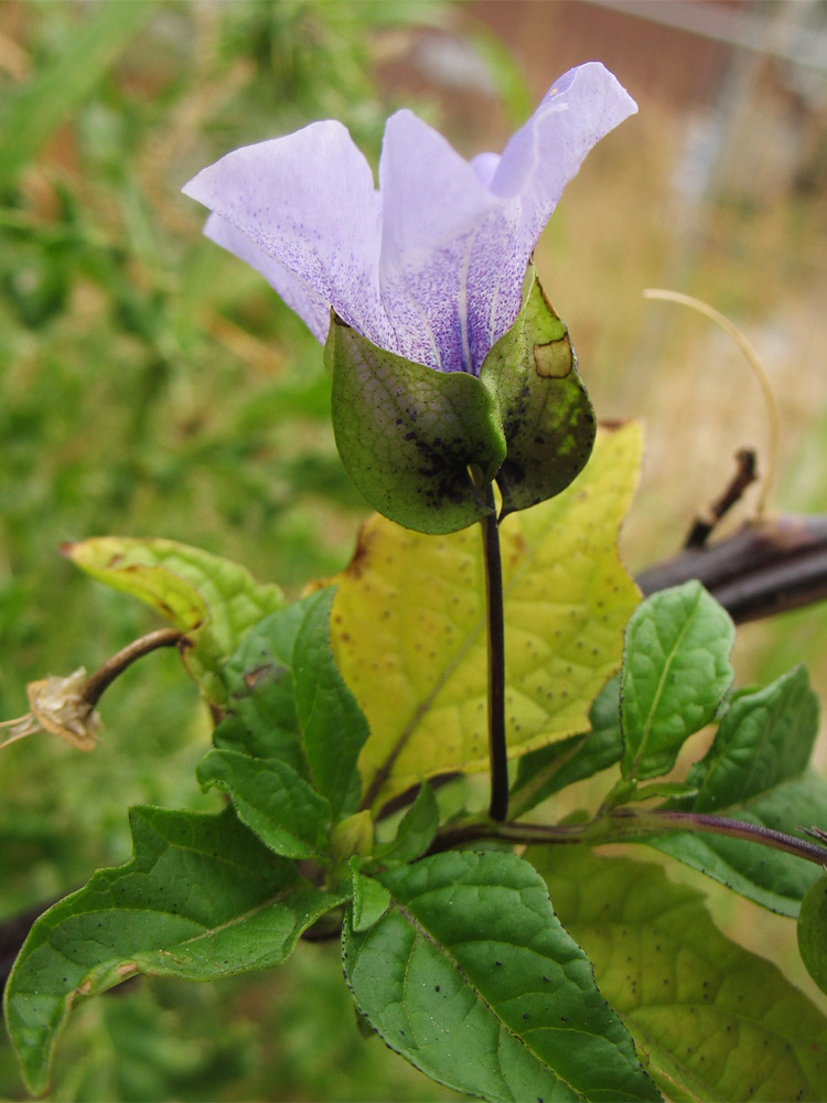 Изображение особи Nicandra physalodes.