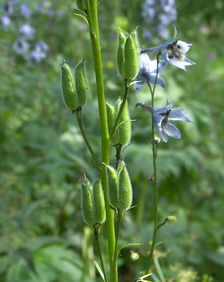 Изображение особи Delphinium flexuosum.