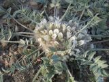 Astragalus scabrisetus