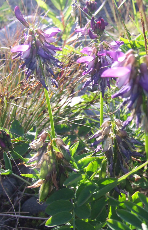 Image of Astragalus subpolaris specimen.