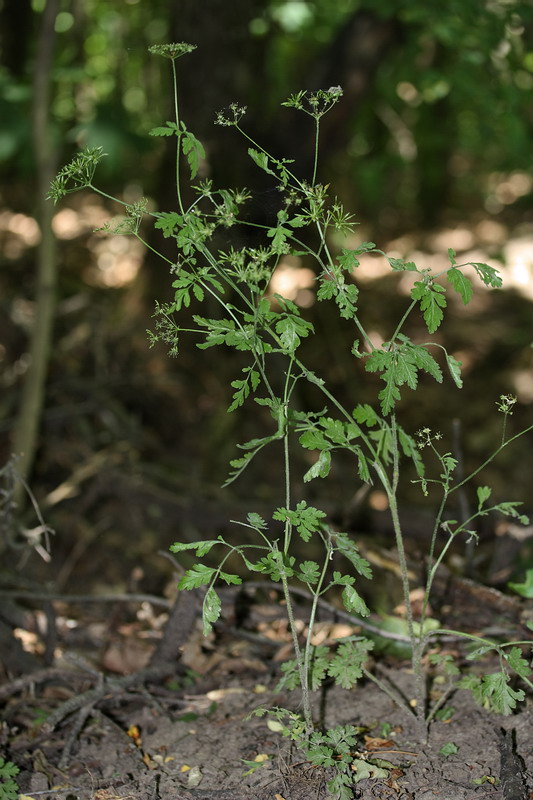 Изображение особи Chaerophyllum temulum.