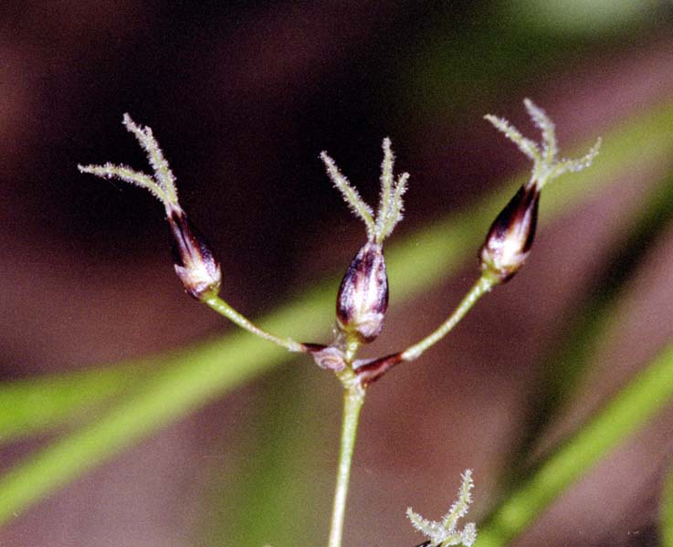 Image of Luzula pilosa specimen.